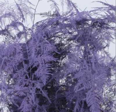 Asparagus Lang Getopt Lilac