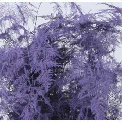 Asparagus Lang Getopt Lilac