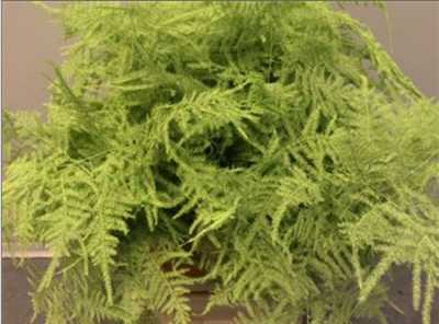 Asparagus Lang Getopt Mint
