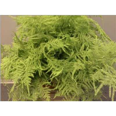Asparagus Lang Getopt Mint