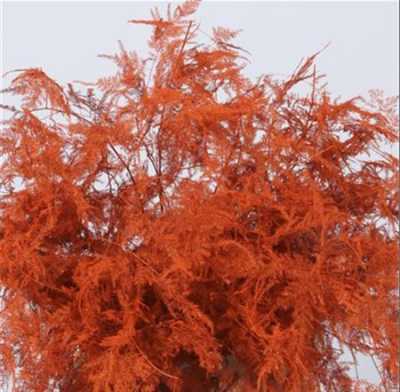 Asparagus Lang Getopt Orange