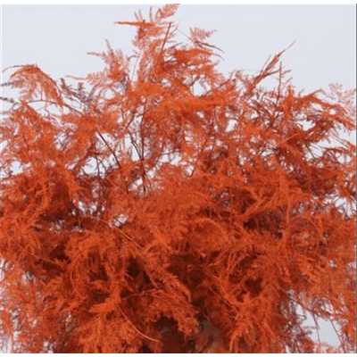 Asparagus Lang Getopt Orange