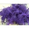 Asparagus Lang Getopt Purple