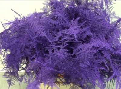 Asparagus Lang Getopt Purple