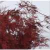 Asparagus Lang Getopt Red