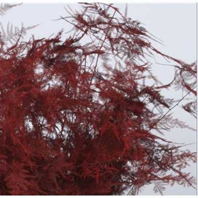 Asparagus Lang Getopt Red