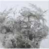 Asparagus Lang Getopt Silver