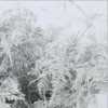 Asparagus Lang Getopt White