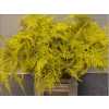 Asparagus Lang Getopt Yellow