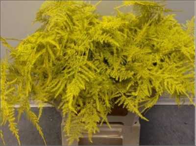 Asparagus Lang Getopt Yellow