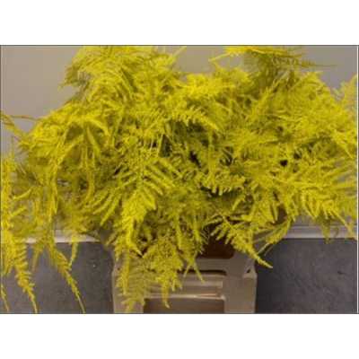 Asparagus Lang Getopt Yellow