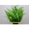 Asparagus Meyers