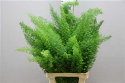Asparagus Meyers
