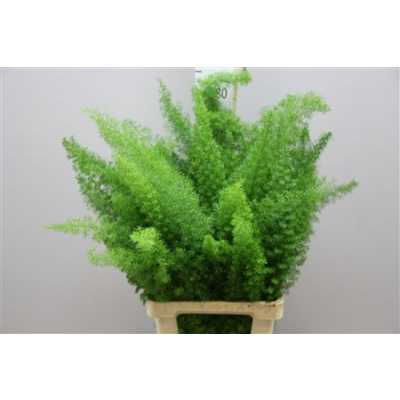 Asparagus Meyers