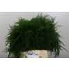 Asparagus Setac 1e Veren X25
