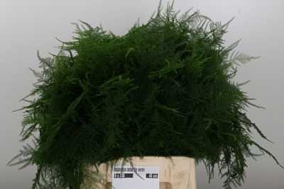 Asparagus Setac 1e Veren X25
