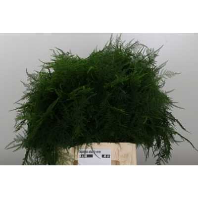 Asparagus Setac 1e Veren X25