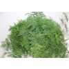 Asparagus Setac Ex Veren X25