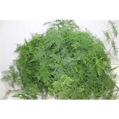 Asparagus Setac Ex Veren X25