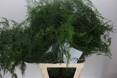 Asparagus Setac Lang Getop X25