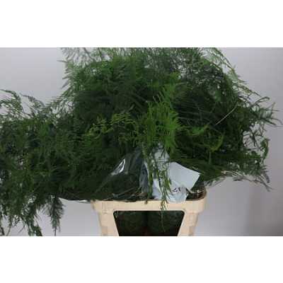 Asparagus Setac Lang Getop X25