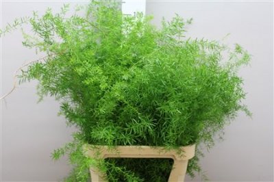 Asparagus Sprengeri