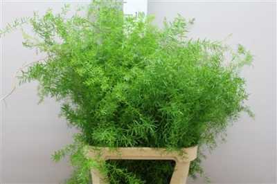 Asparagus Sprengeri