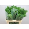 Asparagus Umbellatus