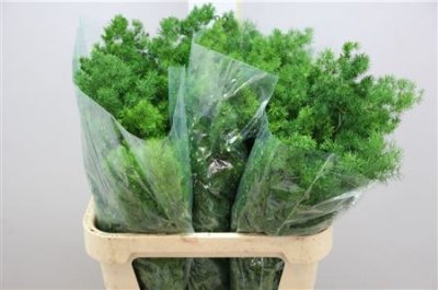 Asparagus Umbellatus