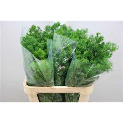 Asparagus Umbellatus
