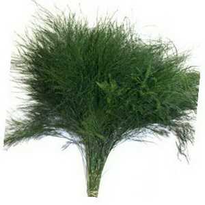 Asparagus Virgatus