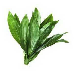 Aspidistra