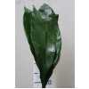 Aspidistra 60 Cm Ex Orca