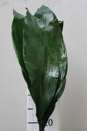 Aspidistra 60 Cm Ex Orca