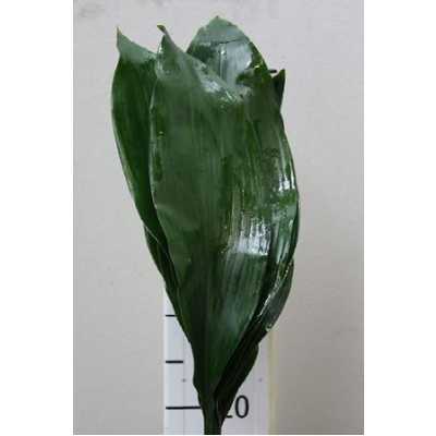 Aspidistra 60 Cm Ex Orca