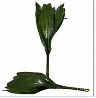 Aspidistra 70 Cm Orca