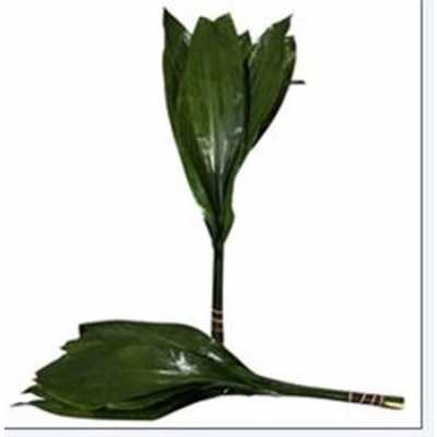 Aspidistra 70 Cm Orca