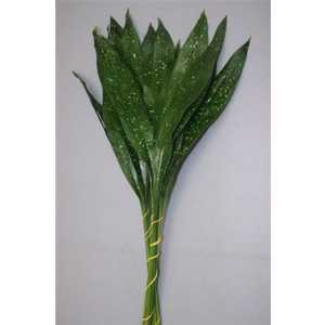 Aspidistra Milky Way