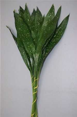 Aspidistra Milky Way