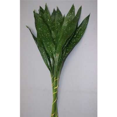 Aspidistra Milky Way