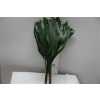 Aspidistra Mini 50cm