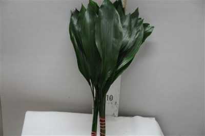Aspidistra Mini 50cm