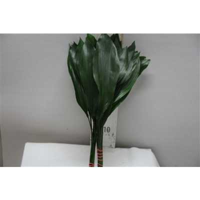 Aspidistra Mini 50cm