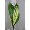 Aspidistra Variegated