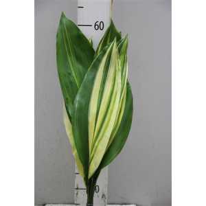 Aspidistra Variegated