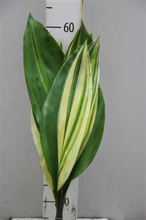 Aspidistra Variegated