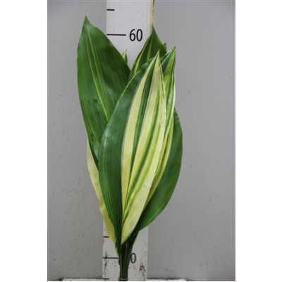 Aspidistra Variegated