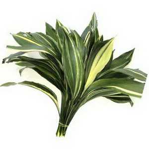 Aspidistra Variegated