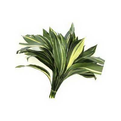 Aspidistra Variegated