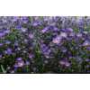 Aster Casamare